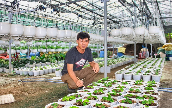 Đà Nẵng: Trồng hoa chậu mini công nghệ cao, kiếm bộn tiền Ảnh 2