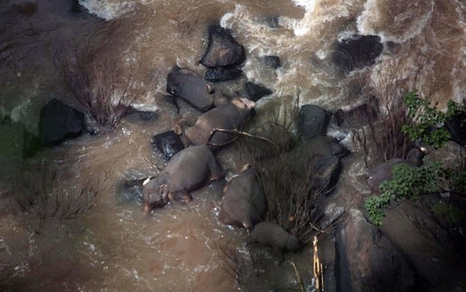 Đau lòng 6 chú voi bỏ mạng khi cố cứu nhau khỏi thác nước 'địa ngục' Ảnh 2