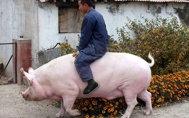 Khủng hoảng thịt lợn, dân Trung Quốc nuôi heo khổng lồ to ngang gấu Bắc cực Ảnh 2