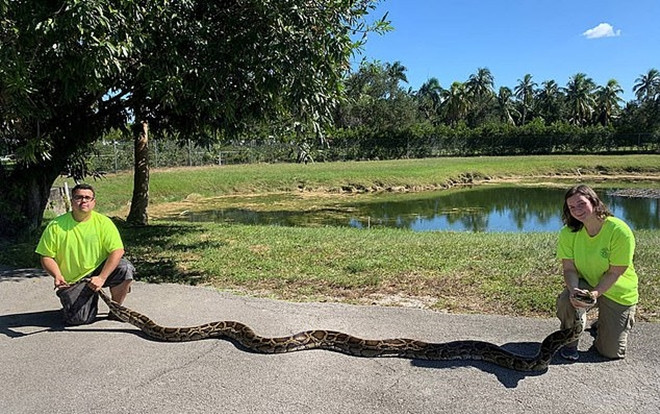 Tóm được trăn 'siêu to khổng lồ' gây sửng sốt Ảnh 2