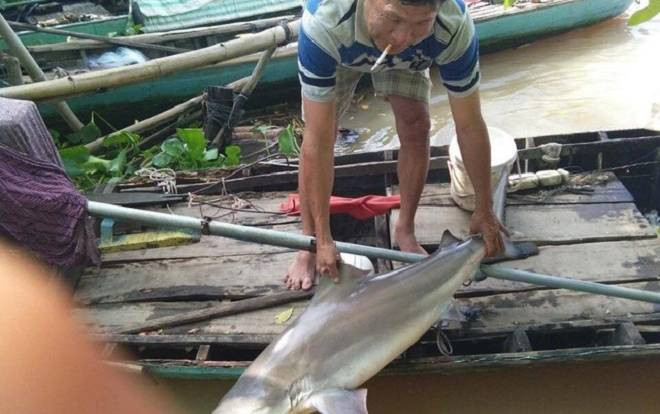 Ngư dân miền Tây thả câu trúng loài cá lạ, nghi là cá mập nước ngọt Ảnh 2