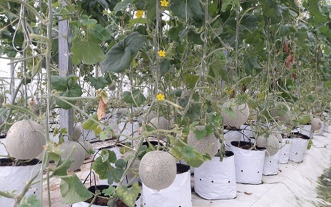 Đến thăm trang trại chỉ trồng dưa, nuôi lợn, cá ở Hà Tĩnh có thu 5 tỷ Ảnh 2