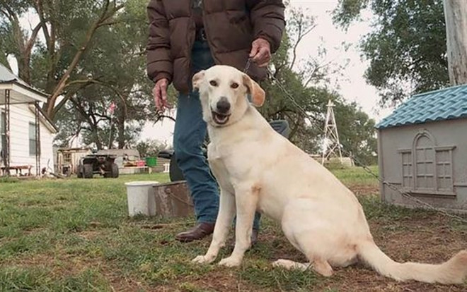 Chó vô tình bắn vào chân người phụ nữ Ảnh 2