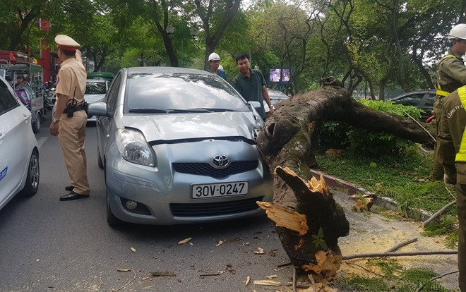 Cây xanh bất ngờ bật gốc đổ đè vào ô tô đang đi trên đường Thanh Niên, nhiều người thót tim Ảnh 2
