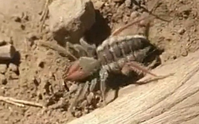 Kinh hãi trước quái vật nửa nhện, nửa bọ cạp vô cùng hung dữ Ảnh 2