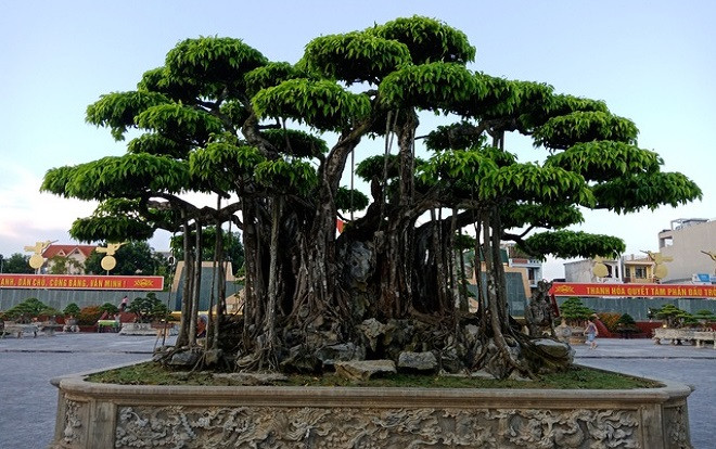 'Choáng váng' cây sanh cổ được trả giá hơn 20 triệu USD, chủ vẫn không muốn bán Ảnh 2