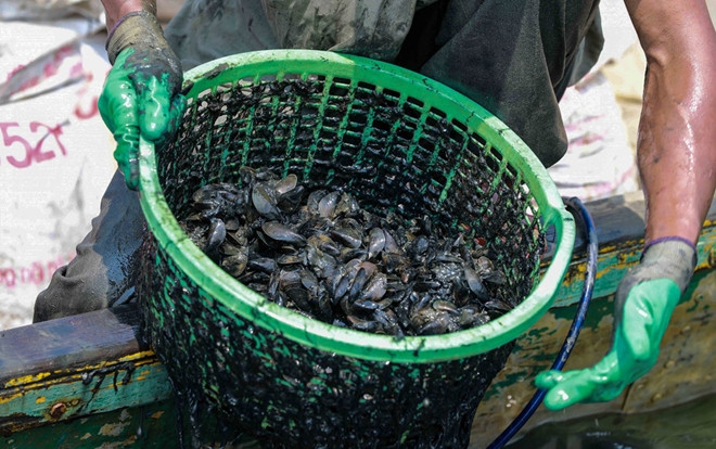 Bắt vẹm đen kiếm tiền triệu mỗi ngày ở ngã ba sông Hàn Ảnh 2