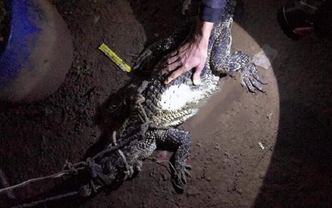 Cá sấu bò từ sông Đồng Nai vào nhà dân, hung hãn rượt đuổi tấn công người khi bị phát hiện Ảnh 2
