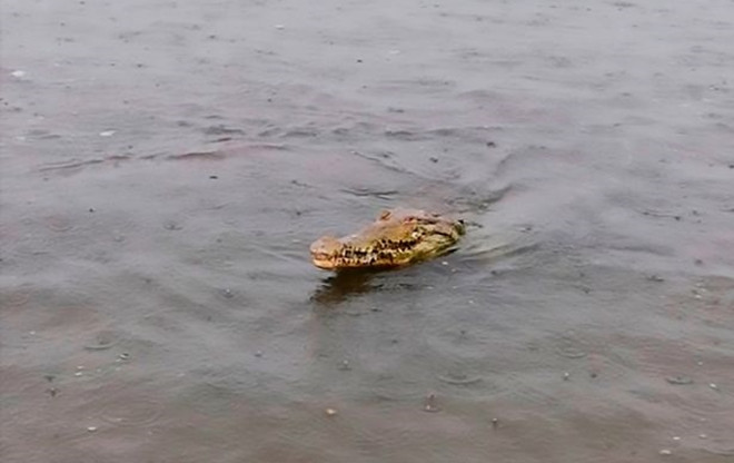 Vài người đàn ông tay không 'vật' cá sấu mò vào bờ biển Ảnh 2