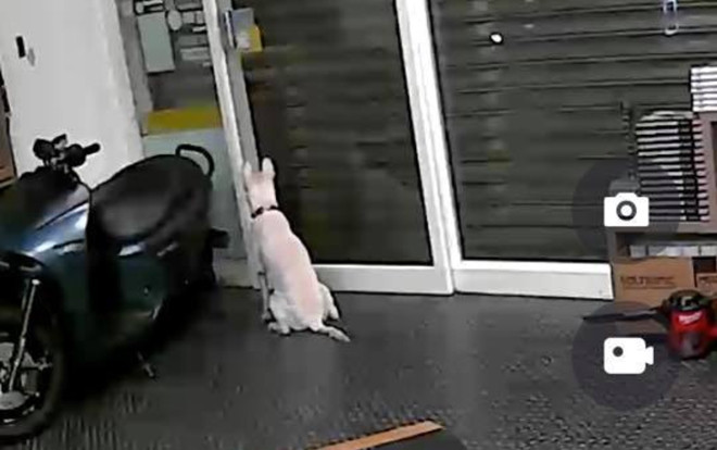 Lắp camera theo dõi chó cưng trong nhà, người đàn ông phát hiện điều bất ngờ tới rơi nước mắt Ảnh 2