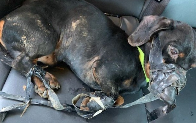 Chú chó bị dán băng keo, bỏ rơi ngoài trời lạnh âm độ và sự thật bàng hoàng Ảnh 2