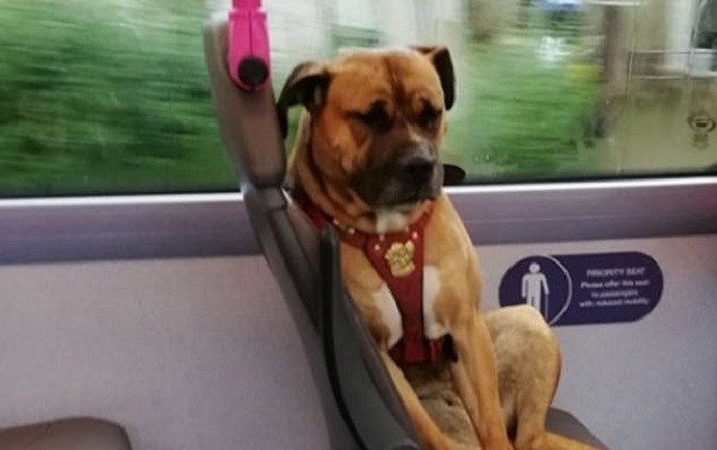 Chú chó ngồi buồn thiu trên xe buýt khiến dân tình xót xa Ảnh 2