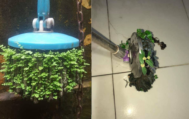 Đỉnh cao của sự ở bẩn: 'Nấm mọc trong áo quần, cây lau nhà biến thành thảm thực vật nhiệt đới' Ảnh 2