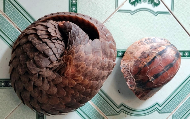 Bắt quả tang nhiều đối tượng buôn bán, tàng trữ động vật hoang dã quý hiếm ở Quảng Nam Ảnh 2
