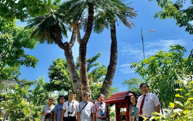 Cây Thiên Tuế có hình thù kỳ quái được chứng nhận 'cây di sản' Ảnh 2