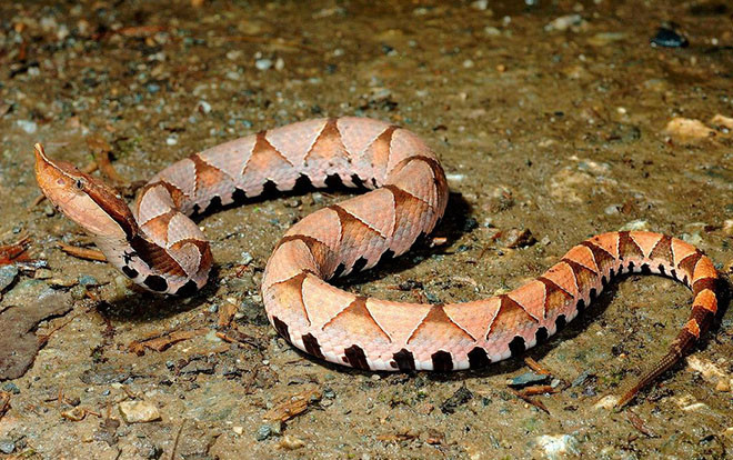 Chặt lìa ngón tay vì bị rắn độc cắn, cụ ông ngỡ ngàng khi nghe kết luận của bác sĩ Ảnh 2