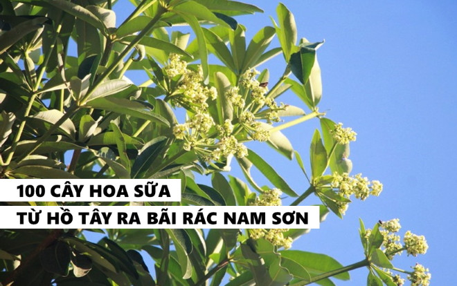 Gần 100 cây hoa sữa di cư từ Hồ Tây ra bãi rác Nam Sơn đã đâm chồi nảy lộc, bung hoa ‘khử’ mùi hôi thối Ảnh 2