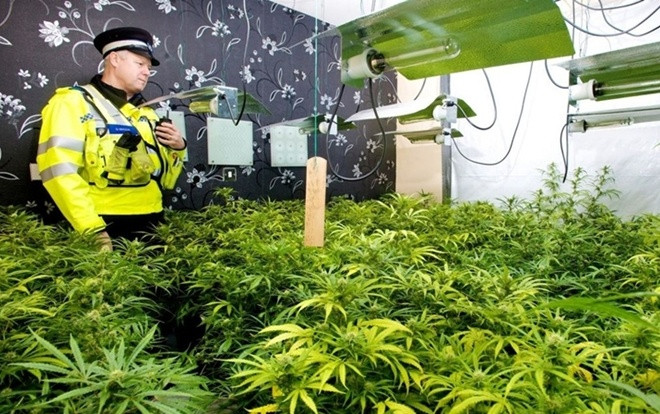 Vì sao nhiều người Việt trồng cần sa ở Anh? Ảnh 2
