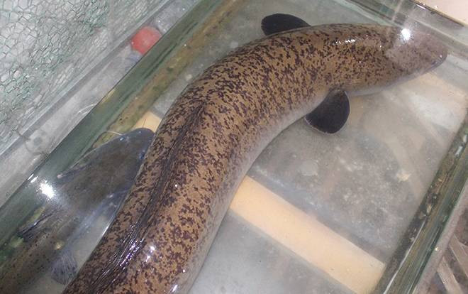 Người dân bắt được cá lệch quý hiếm nặng 15 kg Ảnh 2