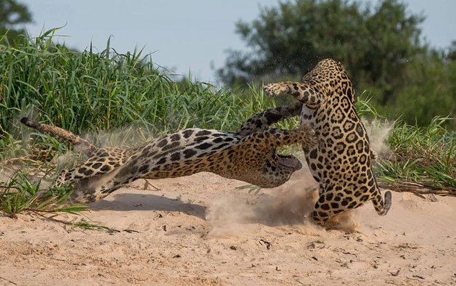 Khoảnh khắc ngoạn mục trong trận chiến giành địa bàn của hai con báo đốm Ảnh 2