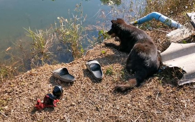Chó trung thành đợi mãi bên bờ ao khi chủ trượt chân chết đuối Ảnh 2