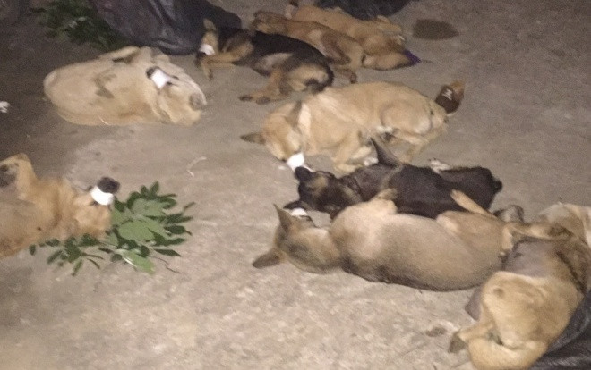 Truy bắt nhóm cẩu tặc đi từ Hà Nội lên Hòa Bình trộm hơn 1 tạ chó Ảnh 2