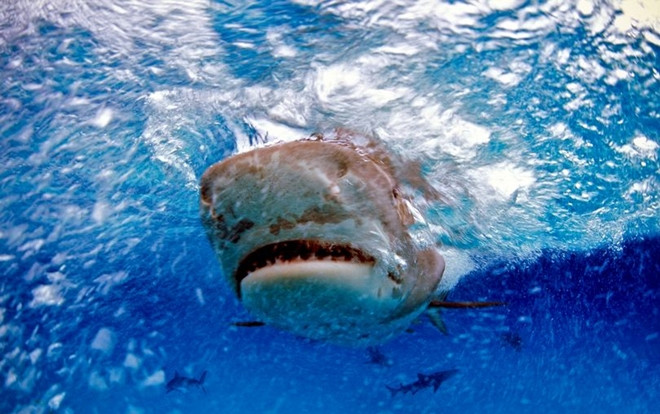 Bàn tay đeo nhẫn trong xác cá mập hổ hé lộ sự thật gây sốc Ảnh 2