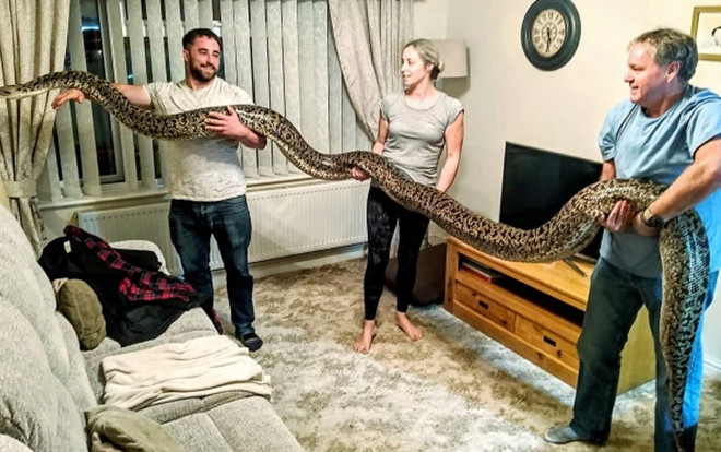 Người đàn ông nuôi trăn 'khủng' dài gần 5,5 mét trong nhà Ảnh 2
