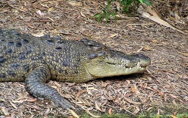 Anh trai dũng cảm cứu em gái thoát chết dưới hàm cá sấu Ảnh 2