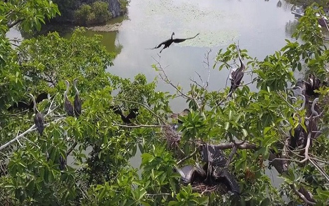 Phát hiện đàn chim cổ rắn quý hiếm tại Đồng Nai Ảnh 2