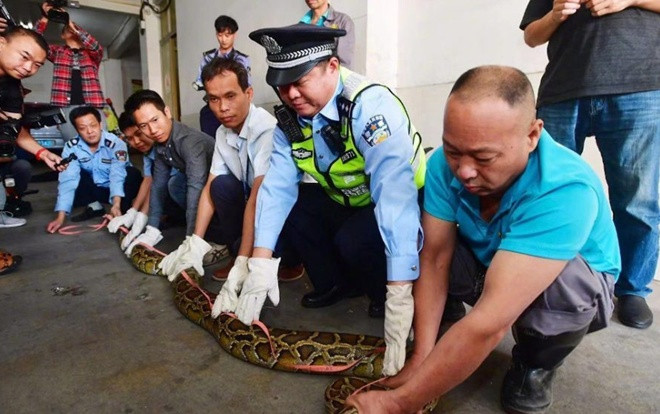 Trăn khổng lồ nặng 20 kg sa lưới sau 10 năm bị rình bắt Ảnh 2