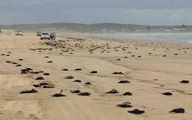 Bí ẩn xác chết chim báo bão nằm la liệt trên bờ biển Ảnh 2