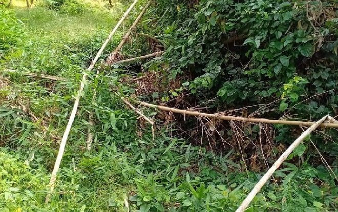 Phát hiện thi thể không đầu trong vườn điều ở Bình Phước Ảnh 2