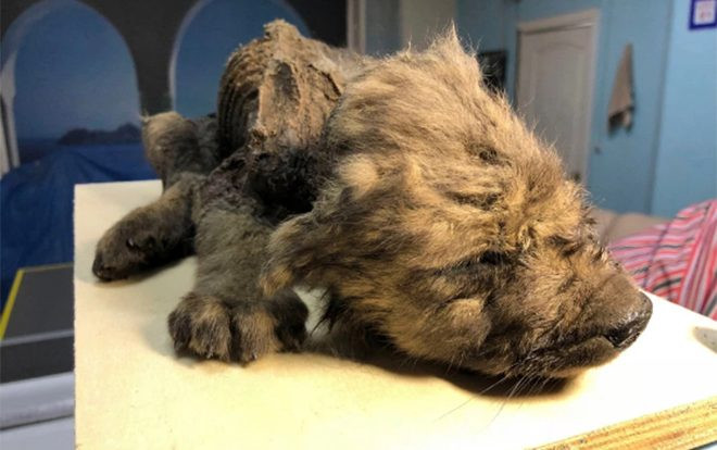 Xác ướp của chú cún 18.000 năm tuổi gây kinh ngạc vì hệt như lúc còn sống Ảnh 2