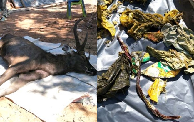 Sốc với 7 kg rác thải nhựa, đồ lót trong xác con nai Ảnh 2