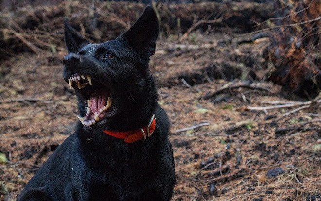 Trên đường đi học, bé gái bị chó becgie tấn công đến chết Ảnh 2