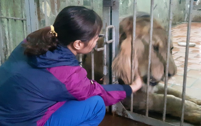 Nuôi mãnh thú giữa lòng Hà Nội: Mắc màn ngủ cùng hổ, ngày ngày trò chuyện bắt rận cho sư tử Ảnh 2