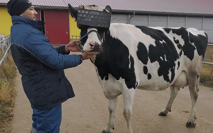 Vì sao nông dân Nga lại đang ‘chơi trội’ cho bò đeo kính thực tế ảo? Ảnh 2