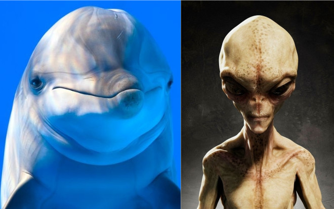 NASA thực hiện thí nghiệm với cá heo là để nói chuyện với người ngoài hành tinh? Ảnh 2