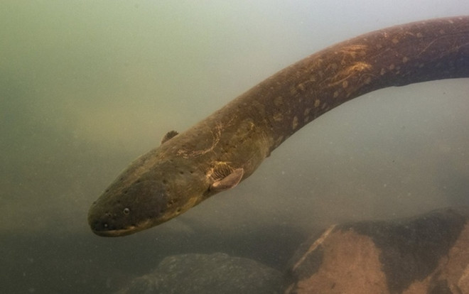 Lươn điện thắp sáng cây Giáng sinh ở Mỹ Ảnh 2