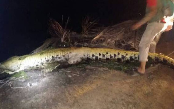 Phát hiện xác người trong bụng cá sấu dài hơn 4 mét Ảnh 2