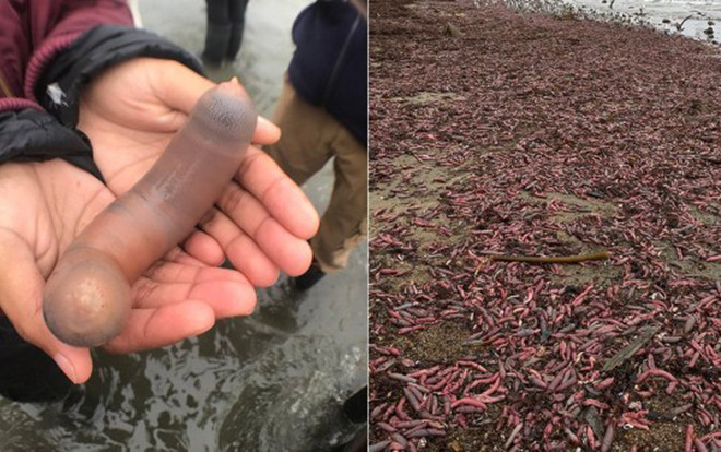 Hàng nghìn cá dương vật dạt vào bờ biển sau cơn bão lớn Ảnh 2