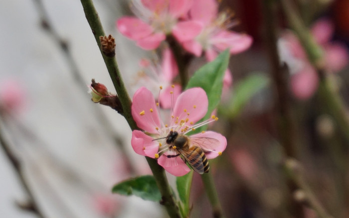 Cận cảnh đào Nhật Tân bung nở khoe sắc trên đường phố trước Tết, nhiều người Hà Nội thích thú Ảnh 2