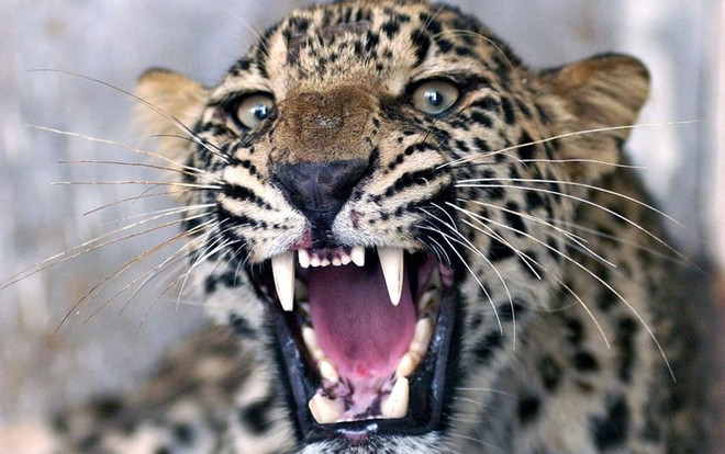 Báo tấn công, ăn thịt bé trai 5 tuổi bỏ xác ngoài cánh đồng mía Ảnh 2