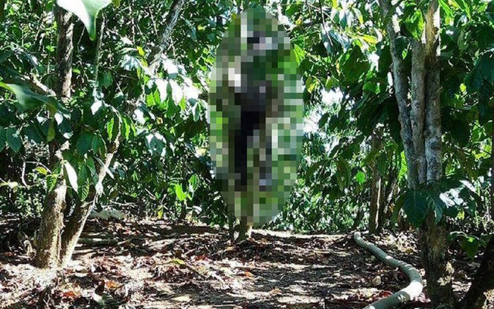 Tá hỏa phát hiện người đàn ông tử vong trong tư thế treo cổ trên cây cà phê Ảnh 2