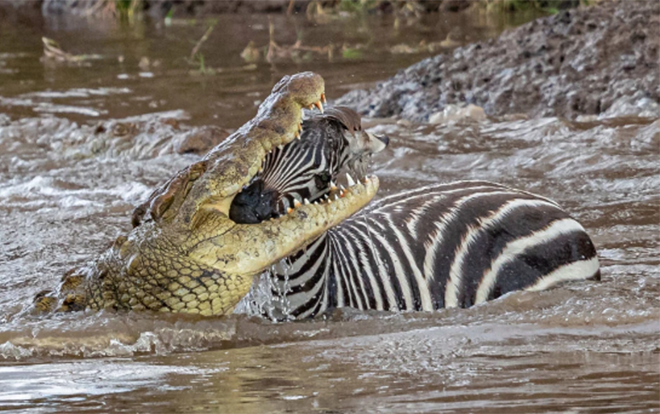 Khoảnh khắc 'nghẹt thở' khi cá sấu ngoạm chặt đầu ngựa vằn con Ảnh 2