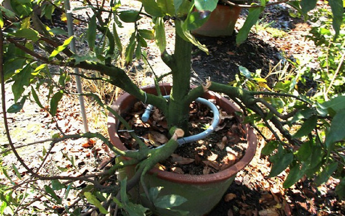 220 gốc mai bị kẻ xấu phá hoại, cố tình cắt đứt ngọn đứt cành Ảnh 2