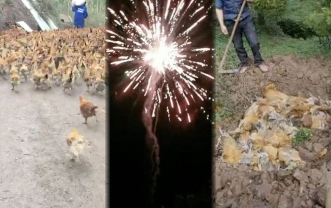 Gần 250 con gà lăn đùng ra chết nghi do tiếng pháo hoa Ảnh 2