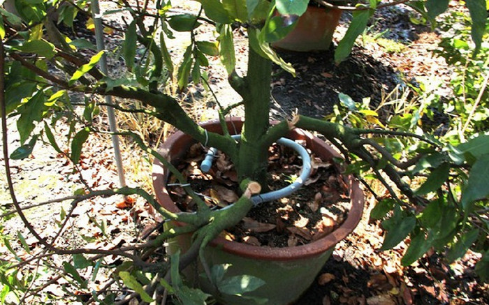 Vụ 220 gốc mai bị kẻ xấu phá hoại: Chủ vườn thiệt hại hơn 500 triệu đồng Ảnh 2