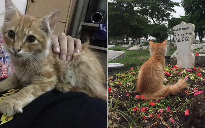 Sau cái chết của chủ nhân, chú mèo chán sống bỗng dưng hồi phục nhờ điều kỳ diệu này Ảnh 2